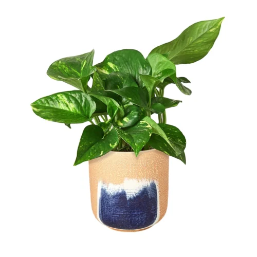 Pothos ‘Golden’ -Green Garden Life Store Pothos Golden Huey