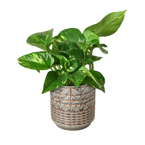 Pothos ‘Golden’ -Green Garden Life Store Pothos Golden Navarro