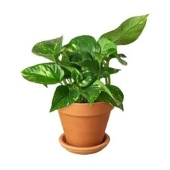 Pothos ‘Golden’ -Green Garden Life Store Pothos Golden Terra Cotta