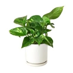 Pothos ‘Golden’ -Green Garden Life Store Pothos Golden White Round