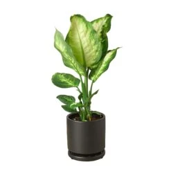 Dieffenbachia Camille -Green Garden Life Store Pre Potted black round Cane