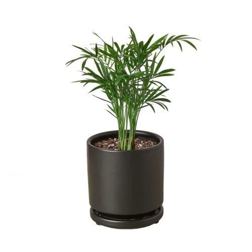 Parlor Palm -Green Garden Life Store Pre Potted black round Palm