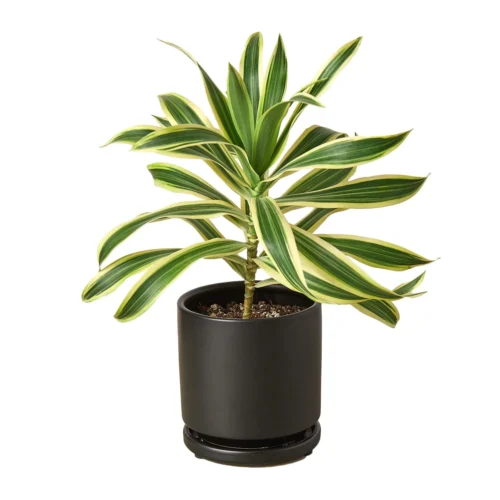 Dracaena ‘Song Of India’ -Green Garden Life Store Pre Potted black round Song of India