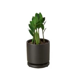 Zamioculcas Zamiifolia ZZ -Green Garden Life Store Pre Potted black round ZZ