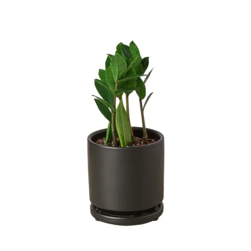 Zamioculcas Zamiifolia ZZ -Green Garden Life Store Pre Potted black round ZZ