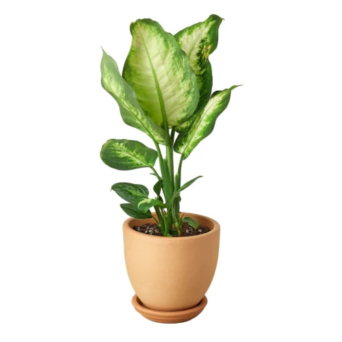 Dieffenbachia Camille -Green Garden Life Store Pre Potted tappered Cane