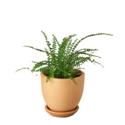 Fern ‘Lemon Button’ -Green Garden Life Store Pre Potted tappered Fern