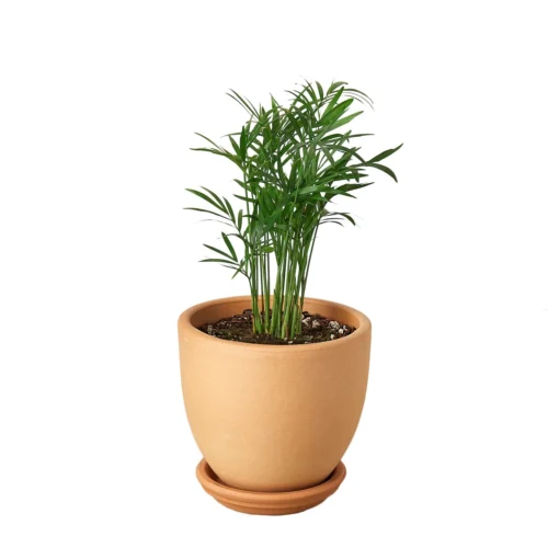 Parlor Palm -Green Garden Life Store Pre Potted tappered Palm