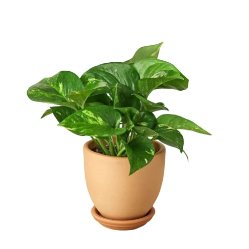 Pothos ‘Golden’ -Green Garden Life Store Pre Potted tappered Pothos