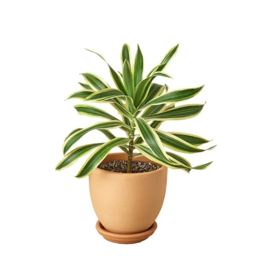 Dracaena ‘Song Of India’ -Green Garden Life Store Pre Potted tappered Song of India