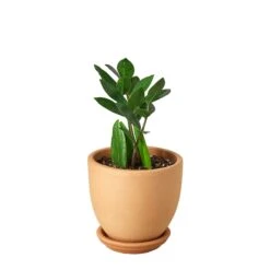 Zamioculcas Zamiifolia ZZ -Green Garden Life Store Pre Potted tappered ZZ 7d6abab4 eb1f 4341 afc1 7445a70cc461