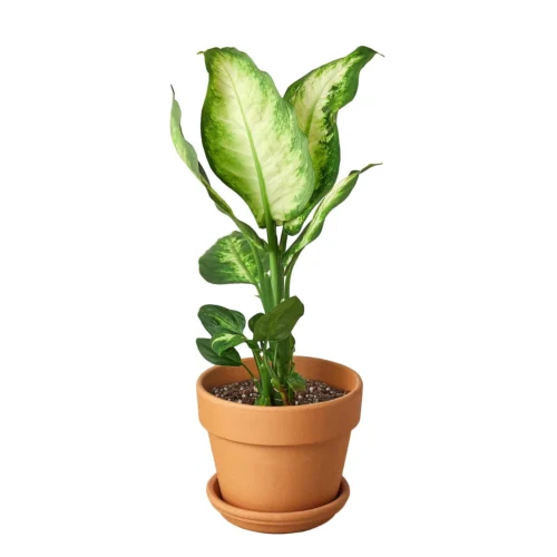 Dieffenbachia Camille -Green Garden Life Store Pre Potted terra cota Cane