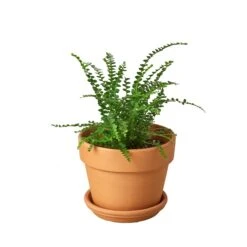 Fern ‘Lemon Button’ -Green Garden Life Store Pre Potted terra cota Fern