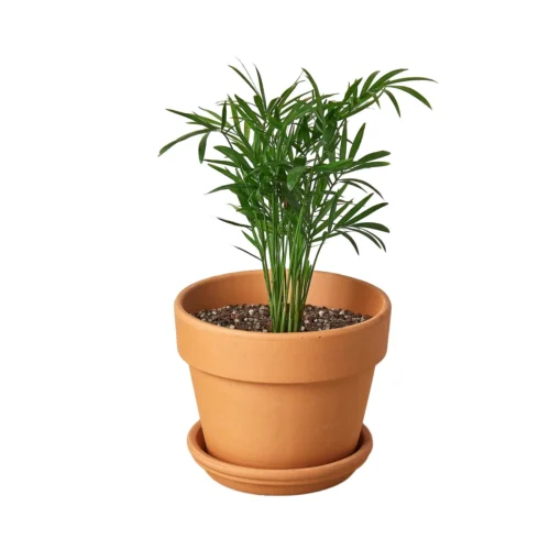 Parlor Palm -Green Garden Life Store Pre Potted terra cota Palm