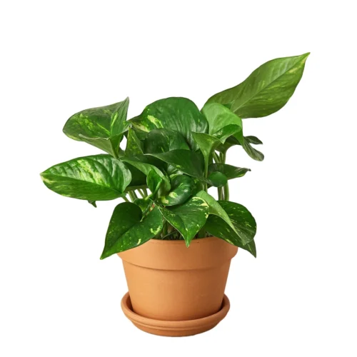 Pothos ‘Golden’ -Green Garden Life Store Pre Potted terra cota Pothos