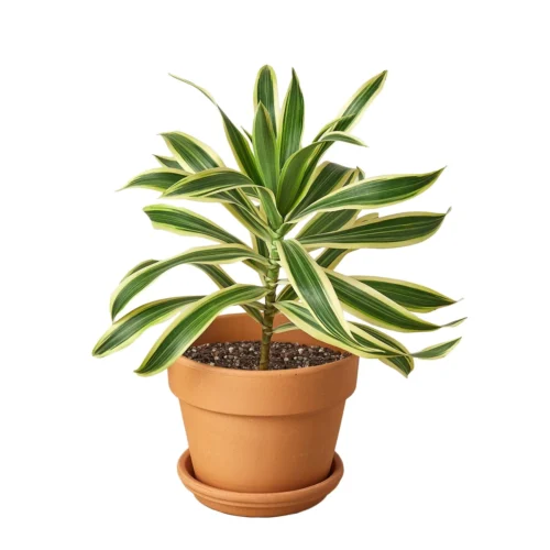 Dracaena ‘Song Of India’ -Green Garden Life Store Pre Potted terra cota Song of India