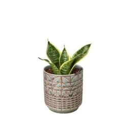 Snake Plant Laurentii Dwarf -Green Garden Life Store Snake Laurentii dwarf Navarro