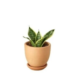 Snake Plant Laurentii Dwarf -Green Garden Life Store Snake Laurentii dwarf Terra Cotta liberty bell
