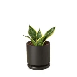 Snake Plant Laurentii Dwarf -Green Garden Life Store Snake Laurentii dwarf black round