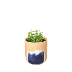 Succulent ‘String Of Dolphins’ -Green Garden Life Store String of Dolphins Huey