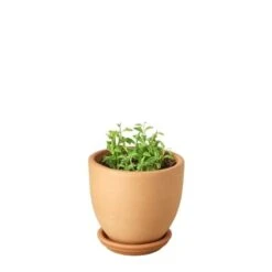 Succulent ‘String Of Dolphins’ -Green Garden Life Store String of Dolphins Terra Cotta liberty bell