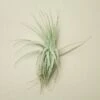Tillandsia Air Plant Victoriana 1 Tillandsia Air Plant Victoriana -Green Garden Life Store T.Victoriana