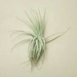 Tillandsia Air Plant Victoriana