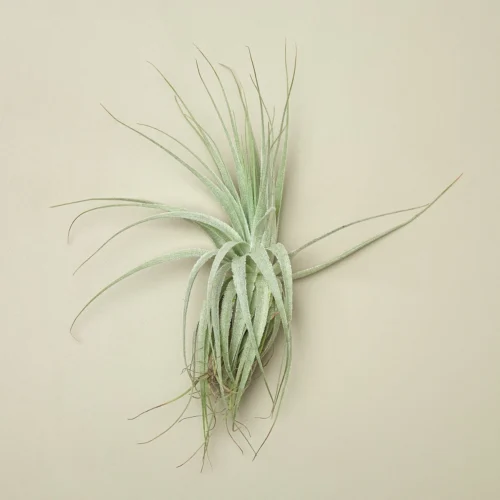 Tillandsia Air Plant Victoriana
