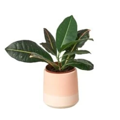 Gradient Cylinder Pot – 5 Inch