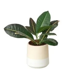 Gradient Cylinder Pot – 5 Inch -Green Garden Life Store XLF 06 GRADIENT WHITE DETAIL