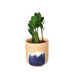 Zamioculcas Zamiifolia ZZ -Green Garden Life Store ZZ Plant Huey