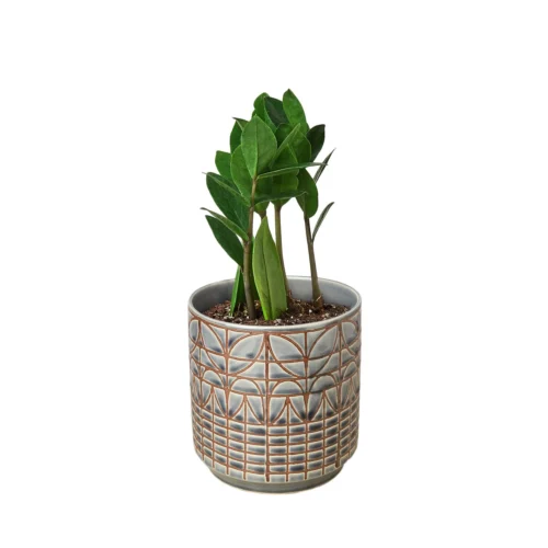 Zamioculcas Zamiifolia ZZ -Green Garden Life Store ZZ Plant Navarro