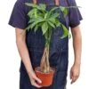 Money Tree ‘Guiana Chestnut’ Pachira Braid – 4″ Pot – NURSERY POT ONLY 2 Money Tree ‘Guiana Chestnut’ Pachira Braid – 4″ Pot – NURSERY POT ONLY -Green Garden Life Store a04e9b8c 4df5 52fb b18b 7c942a2aedb1 106644cd 93be 4005 a7ed fef56b2abcba