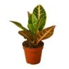 Croton Petra ‘Joseph’s Coat’ -Green Garden Life Store a308e826 a219 57ef 829b 95b28057971e