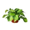 Philodendron ‘Brasil’ – 6″ Pot – NURSERY POT ONLY -Green Garden Life Store a4b96f48 8a89 5f4e a259 419a663254f3 1b135d76 7b8f 447f bf47 43033f03c7d2