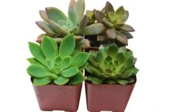 2″ Succulent Variety Packs -Green Garden Life Store a633f4cf 5f8b 55c3 98fb 6ea384fc9269 e7b99d5d d2b3 44e1 a454 c12abb150574 scaled 1