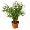 Parlor Palm – 6″ Pot – NURSERY POT ONLY -Green Garden Life Store ab05dc63 c6e4 5f86 9680 a8c11026f931 ab89b65f ce27 408c 9f7b 833871421b2a