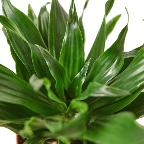 Dracaena ‘Janet Craig’ – 6″ Pot – NURSERY POT ONLY
