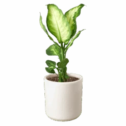 Dieffenbachia Camille -Green Garden Life Store b0d1e4cf 47d3 5877 abed c91eb64eb8b6 0e63bf54 dd10 4c1b a362 c967e379422c