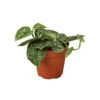 Pothos ‘Satin’ – 4″ Pot – NURSERY POT ONLY 1 Pothos ‘Satin’ – 4″ Pot – NURSERY POT ONLY -Green Garden Life Store b1d2ac72 eb5d 590b 8982 a5547ff0afb5 0c120ca5 57b0 4be6 bfff 78675b156d6d
