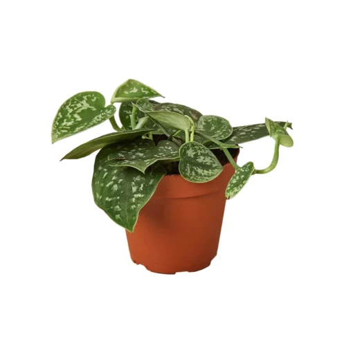 Pothos ‘Satin’ – 4″ Pot – NURSERY POT ONLY