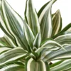Dracaena ‘Warneckii White Jewel’