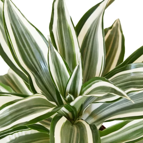 Dracaena ‘Warneckii White Jewel’ – 4″ Pot – NURSERY POT ONLY