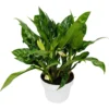 Chinese Evergreen ‘Maria’ -Green Garden Life Store b6e959bd 1e33 503b 9506 49164fedcb54 scaled 1