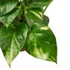 Pothos ‘Golden’ – 4″ Pot – NURSERY POT ONLY 1 Pothos ‘Golden’ – 4″ Pot – NURSERY POT ONLY -Green Garden Life Store b92b8551 fcad 5ef1 a724 16a40794133f 5e7c7ca3 cf76 45c4 939f 0f8c46fb2ce2