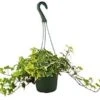 English Ivy Gold Child – 6″ Pot – NURSERY POT ONLY -Green Garden Life Store c2259922 c17b 5666 9fff b875212e3d85 e69fa9d7 cf7e 4934 abc2 f2586078b37c