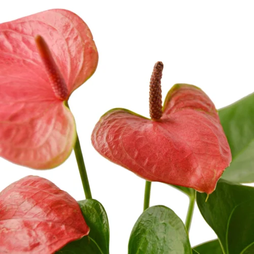 Anthurium ‘Pink’