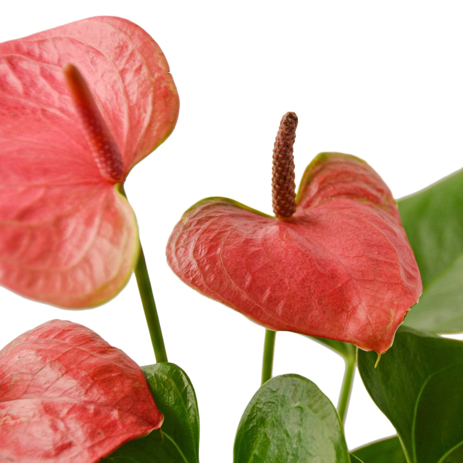 Anthurium ‘Pink’ – 4″ Pot – NURSERY POT ONLY 3 Anthurium ‘Pink’ – 4″ Pot – NURSERY POT ONLY