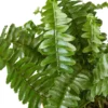 Jester’s Crown Fern – 4″ – NURSERY POT ONLY -Green Garden Life Store c42298bc 644f 5b73 a429 78e421f5a6bd 3e7f8867 b0e8 4129 b9f7 0c2bdf69dd9e