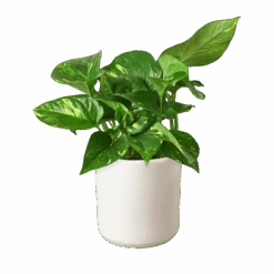 Pothos ‘Golden’ -Green Garden Life Store c6aca1dd 613b 5355 becf 97e365b99c91 d26e7967 e559 4f20 b84d 3b9d23c1d3f3